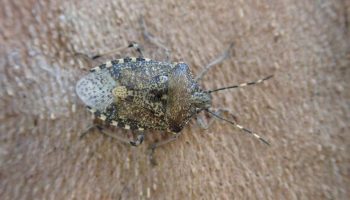 , Punaises diaboliques et nébuleuses : faut-il s’inquiéter de ces petites bêtes qui rentrent chez nous en hiver?