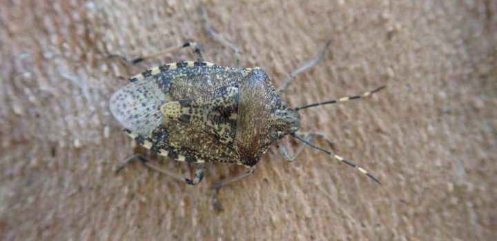 , Punaises diaboliques et nébuleuses : faut-il s’inquiéter de ces petites bêtes qui rentrent chez nous en hiver?