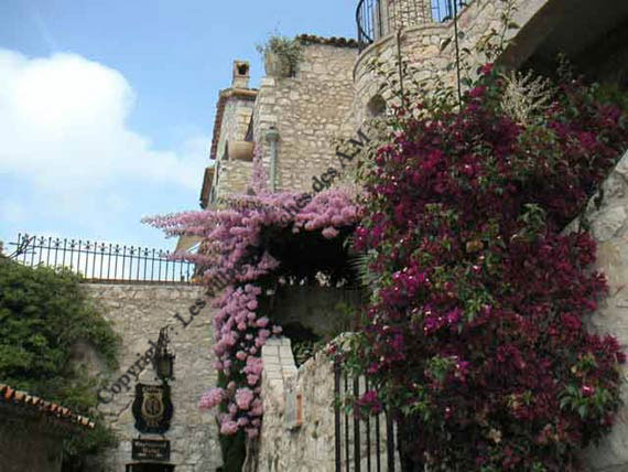 Bougainvilliers en fleurs