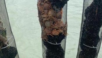 , Autour de Coutances, les araignées inquiètent les mytiliculteurs locaux