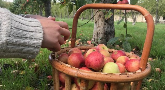 , Victot-Pontfol. Au Domain Dupont, la récolte des pommes se fait en famille