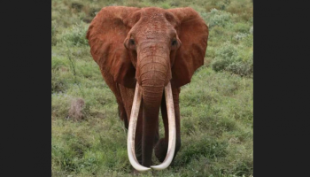 , Au Kenya, la plus grande éléphante à défenses du pays est morte de vieillesse