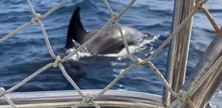 , Portugal: un groupe d’orques fait couler un voilier de plaisance français